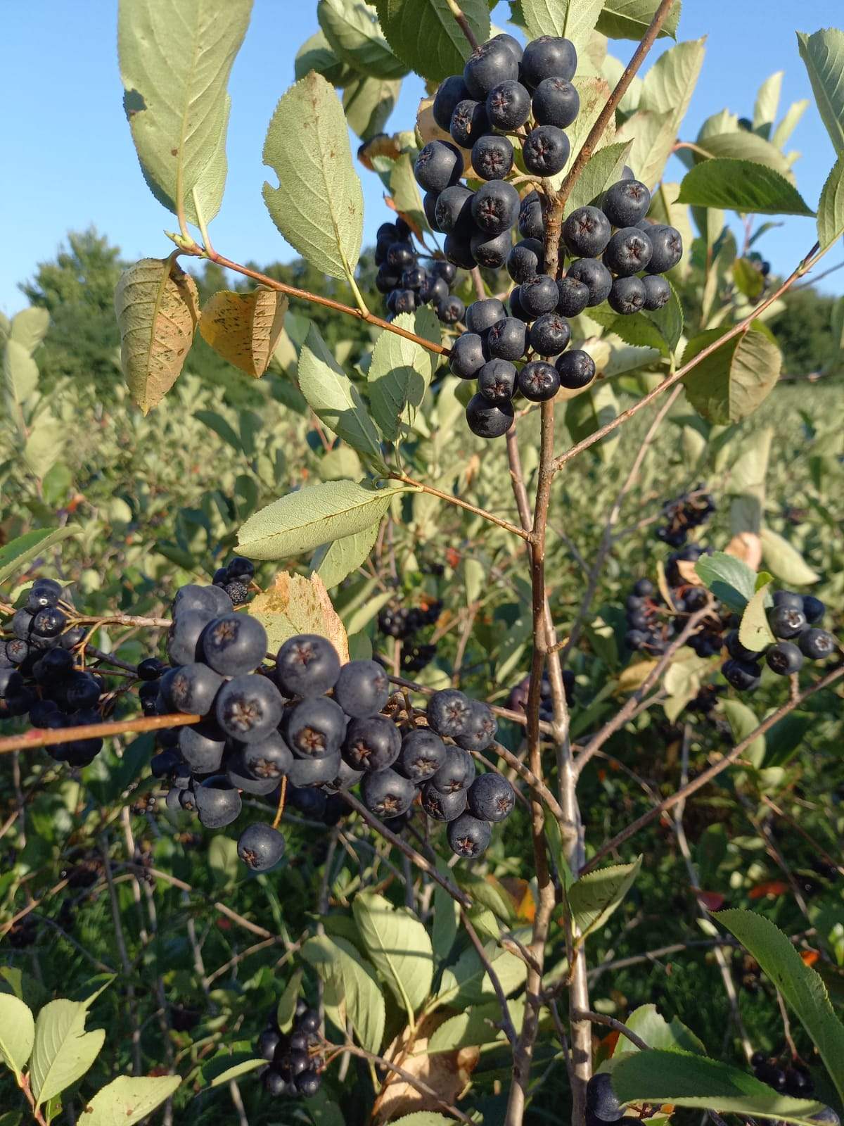 Arónia lé pohárba töltve